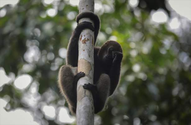 The Amazon Rainforest's Rich Biodiversity in Peril as Deforestation Ravages the Land