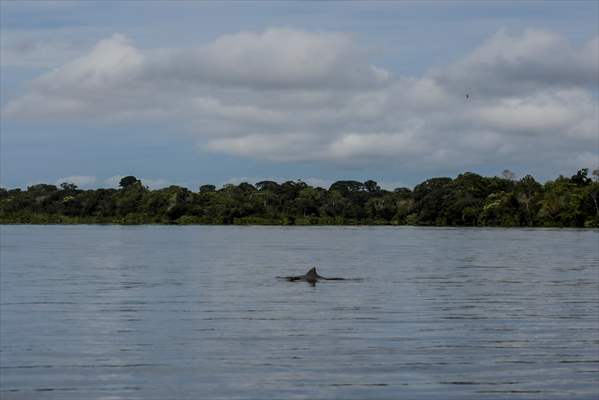 The Amazon Rainforest's Rich Biodiversity in Peril as Deforestation Ravages the Land