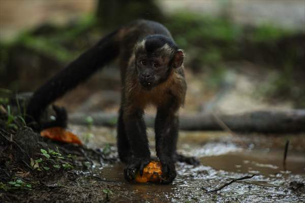 The Amazon Rainforest's Rich Biodiversity in Peril as Deforestation Ravages the Land