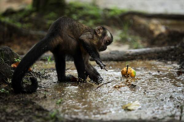 The Amazon Rainforest's Rich Biodiversity in Peril as Deforestation Ravages the Land