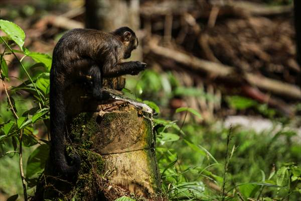 The Amazon Rainforest's Rich Biodiversity in Peril as Deforestation Ravages the Land