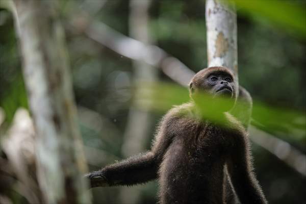 The Amazon Rainforest's Rich Biodiversity in Peril as Deforestation Ravages the Land