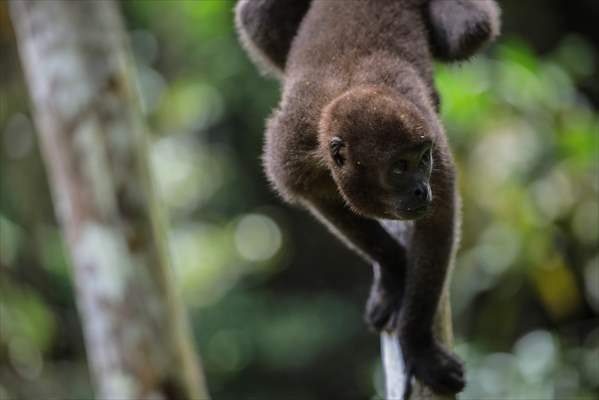 The Amazon Rainforest's Rich Biodiversity in Peril as Deforestation Ravages the Land