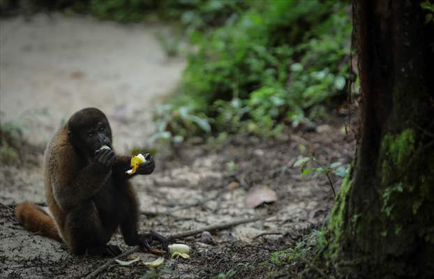 The Amazon Rainforest's Rich Biodiversity in Peril as Deforestation Ravages the Land