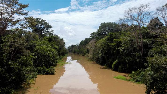 The Amazon Rainforest's Rich Biodiversity in Peril as Deforestation Ravages the Land