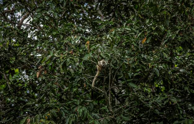 The Amazon Rainforest's Rich Biodiversity in Peril as Deforestation Ravages the Land