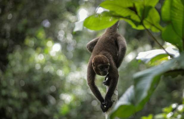 The Amazon Rainforest's Rich Biodiversity in Peril as Deforestation Ravages the Land