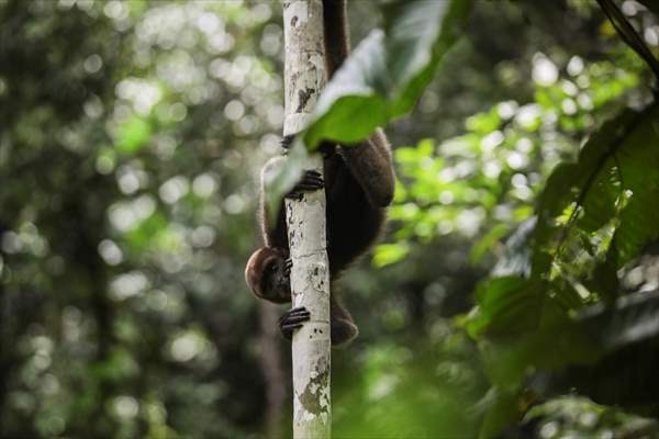 The Amazon Rainforest's Rich Biodiversity in Peril as Deforestation Ravages the Land