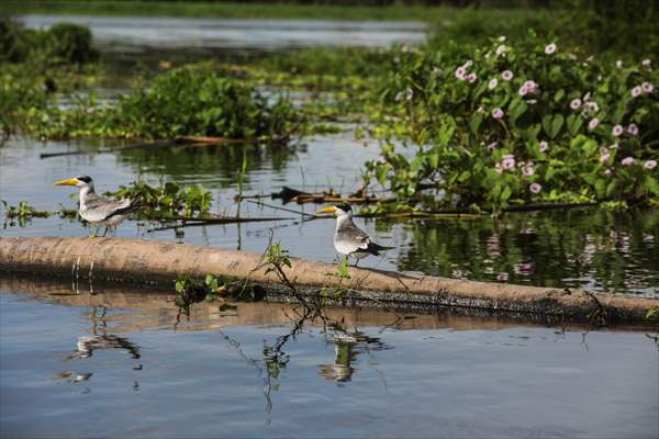 The Amazon Rainforest's Rich Biodiversity in Peril as Deforestation Ravages the Land