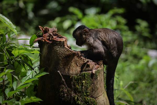 The Amazon Rainforest's Rich Biodiversity in Peril as Deforestation Ravages the Land