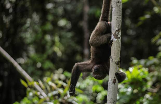 The Amazon Rainforest's Rich Biodiversity in Peril as Deforestation Ravages the Land