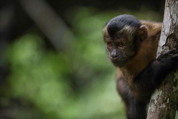 The Amazon Rainforest's Rich Biodiversity in Peril as Deforestation Ravages the Land