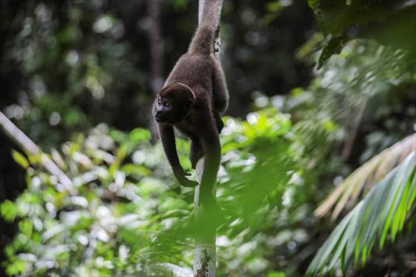 The Amazon Rainforest's Rich Biodiversity in Peril as Deforestation Ravages the Land