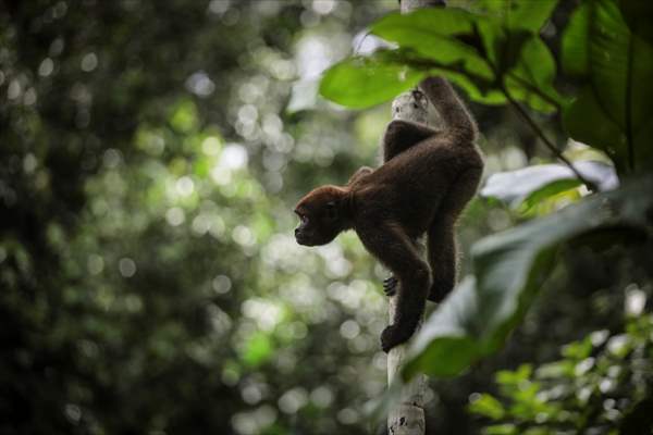 The Amazon Rainforest's Rich Biodiversity in Peril as Deforestation Ravages the Land