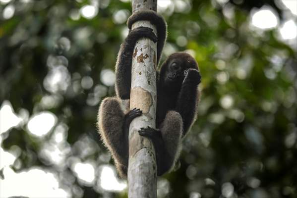 The Amazon Rainforest's Rich Biodiversity in Peril as Deforestation Ravages the Land