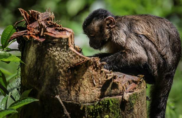 The Amazon Rainforest's Rich Biodiversity in Peril as Deforestation Ravages the Land