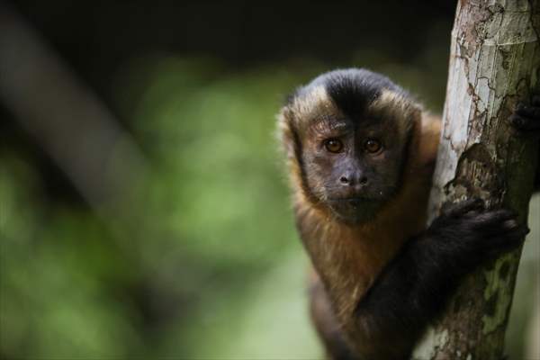 The Amazon Rainforest's Rich Biodiversity in Peril as Deforestation Ravages the Land