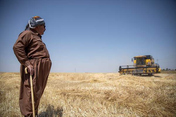 Grain harvest in Iraq's Erbil