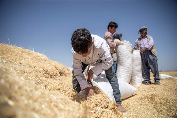 Grain harvest in Iraq's Erbil