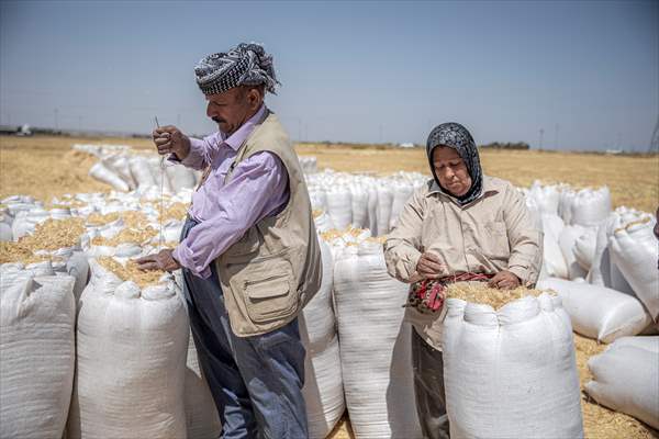 Grain harvest in Iraq's Erbil