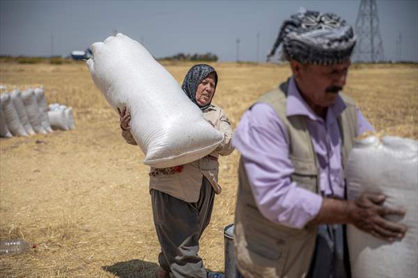 Grain harvest in Iraq's Erbil