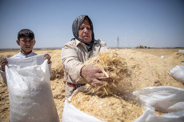 Grain harvest in Iraq's Erbil