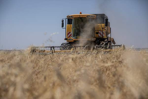 Grain harvest in Iraq's Erbil