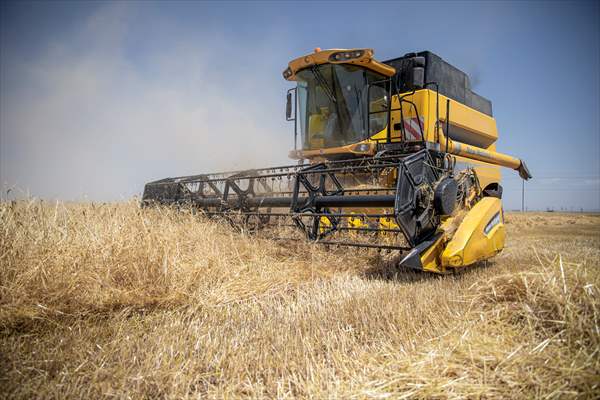 Grain harvest in Iraq's Erbil