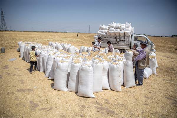 Grain harvest in Iraq's Erbil