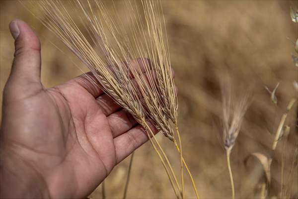 Grain harvest in Iraq's Erbil