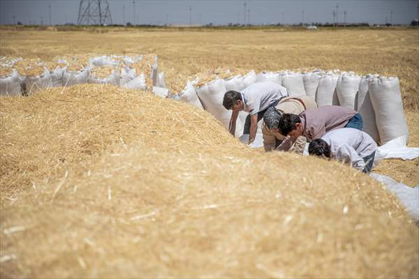 Grain harvest in Iraq's Erbil