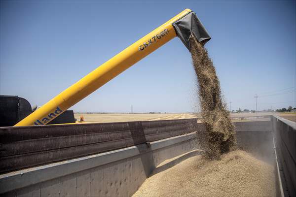 Grain harvest in Iraq's Erbil