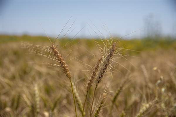 Grain harvest in Iraq's Erbil