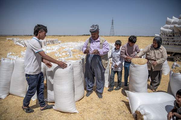 Grain harvest in Iraq's Erbil