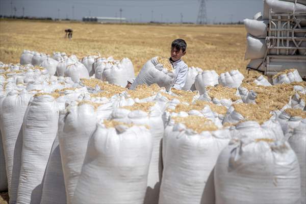 Grain harvest in Iraq's Erbil