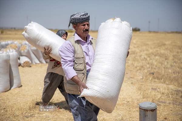 Grain harvest in Iraq's Erbil