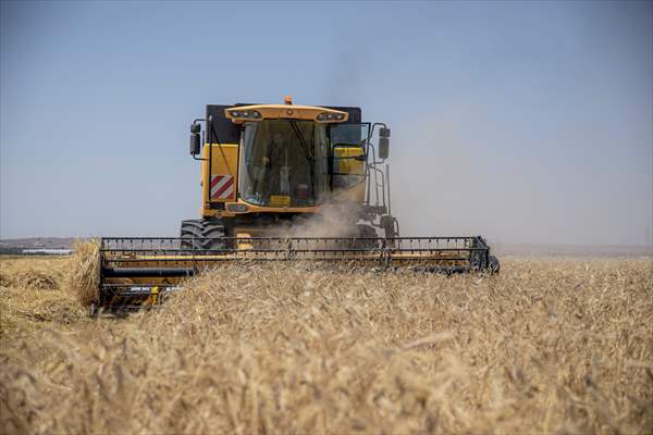 Grain harvest in Iraq's Erbil