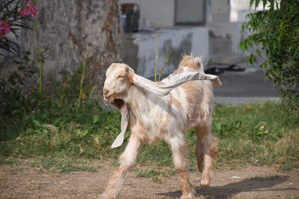 2-month-old baby goat 'Simbi' in Pakistan