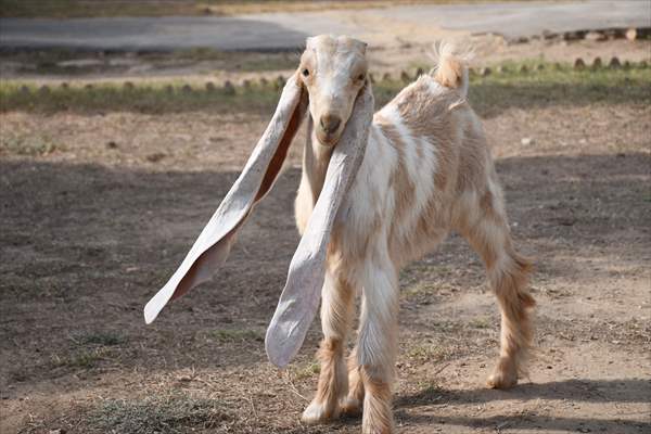 2-month-old baby goat 'Simbi' in Pakistan