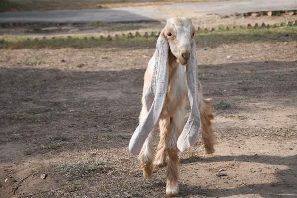 2-month-old baby goat 'Simbi' in Pakistan