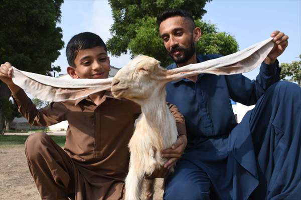 2-month-old baby goat 'Simbi' in Pakistan