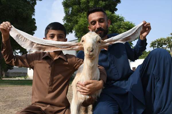 2-month-old baby goat 'Simbi' in Pakistan