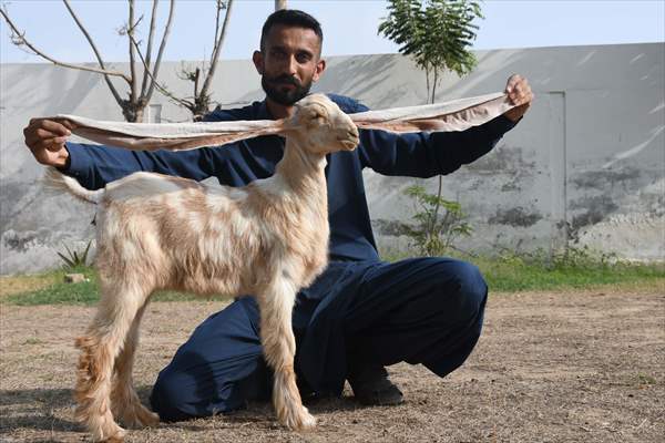 2-month-old baby goat 'Simbi' in Pakistan