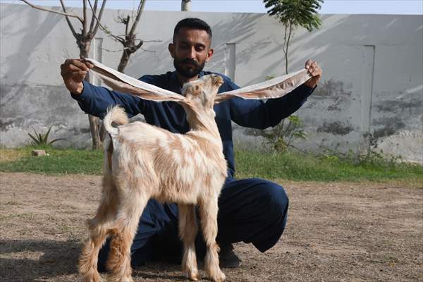 2-month-old baby goat 'Simbi' in Pakistan