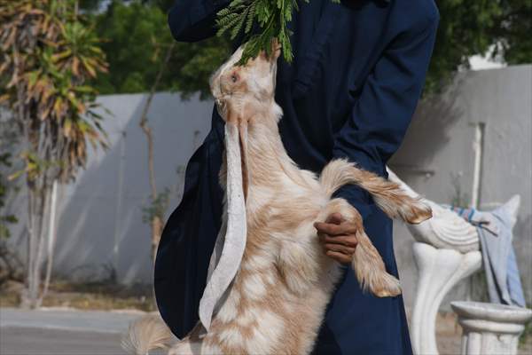 2-month-old baby goat 'Simbi' in Pakistan