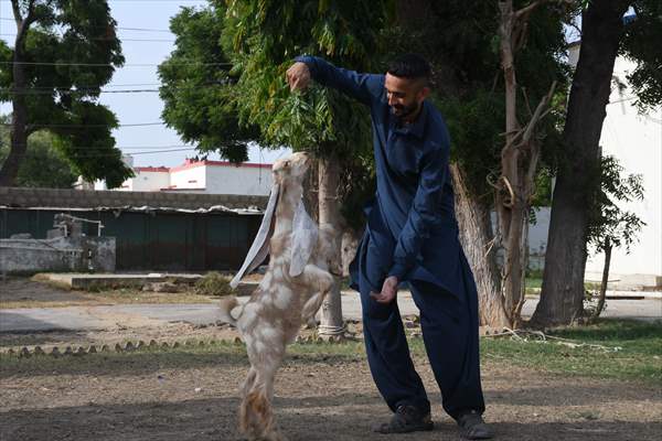 2-month-old baby goat 'Simbi' in Pakistan