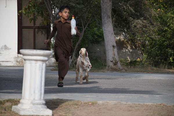 2-month-old baby goat 'Simbi' in Pakistan