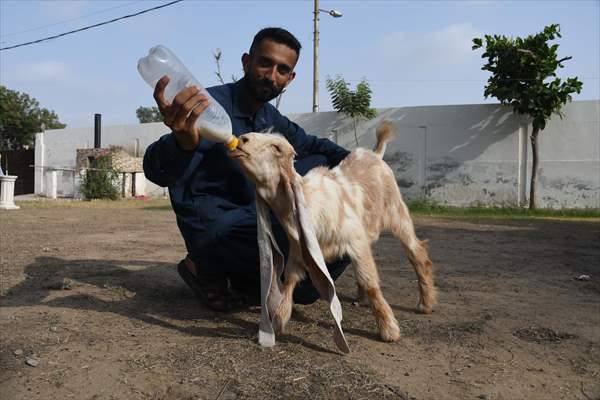 2-month-old baby goat 'Simbi' in Pakistan