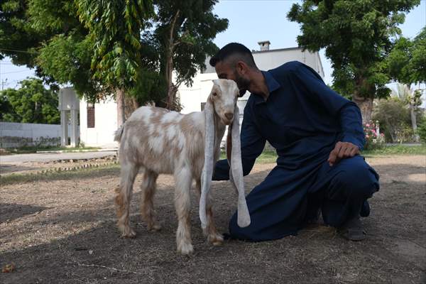 2-month-old baby goat 'Simbi' in Pakistan