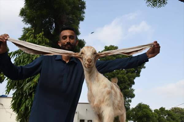 2-month-old baby goat 'Simbi' in Pakistan